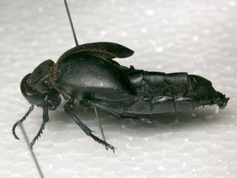 Meloe hungarus Schrank, 1776